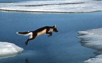 Effects of Climate Change - The Arctic Fox and Climate Change